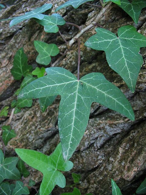 Hedera helix / Edera